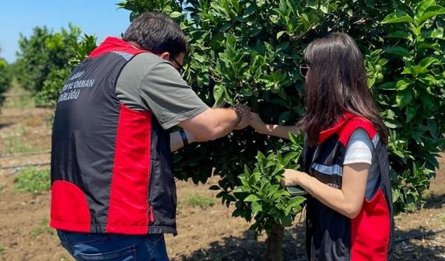 Adana'da Akdeniz meyve sineğine geçit yok! Bahçeler mercek altında