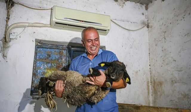 Adana'da besiciden sıra dışı çözüm: Koyunlarına klima taktırdı!
