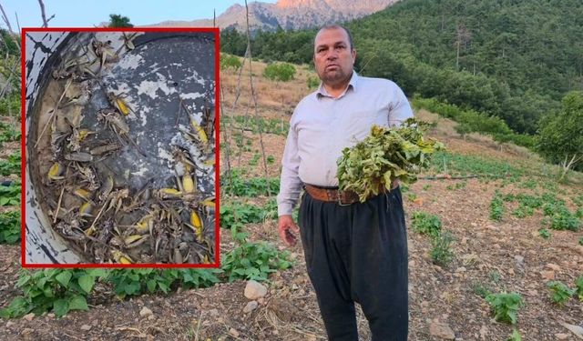 Adana'da çekirge istilası! Lavanta ve sebze bahçeleri zarar görüyor
