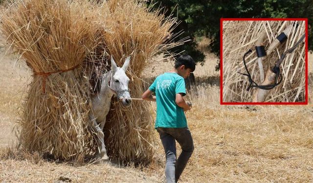 Adana'da zamanın durduğu köyler: 1200 rakımda orakla hasat sürüyor