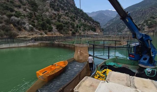 Kavşak Bendi Barajı'nda somon balığı hasadı devam ediyor