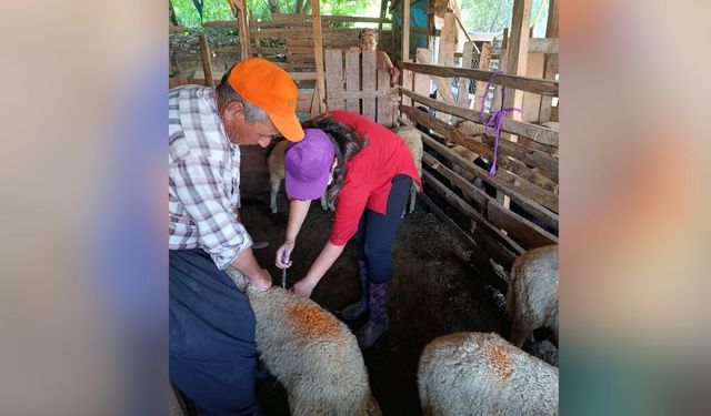 Kozan'da hayvancılığa sağlıklı gelecek için çalışmalar sürüyor