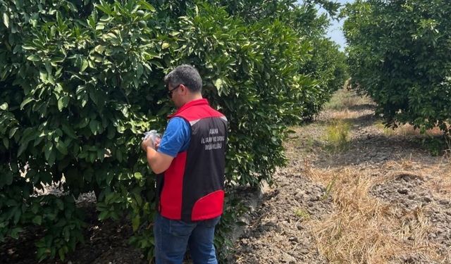 Kozan’da turunçgil bahçelerine 108 Bin faydalı arı salındı
