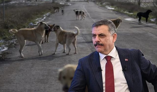 Mustafa Çiftçi: "Yıl sonuna kadar hedefimiz tüm sokak hayvanlarını toplamak"
