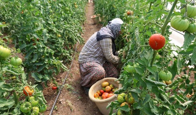 Adana’da 1500 rakımda bir ilk: Baba-kız seradan ilk domatesleri topladı