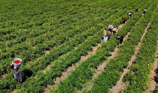 Adana'da 45 derecede ekmek mesaisi