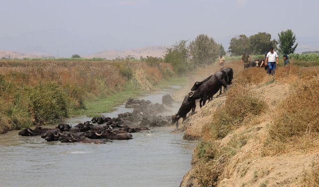 Adana’da Afrika belgesellerini aratmayan görüntüler
