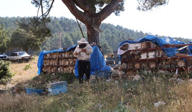 Adana'da çocukluk hayalini emekliliğinde gerçekleştirdi! 30 yıldır doğal bal üretiyor