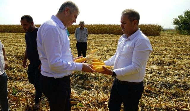 Adana’da mısır hasadı başladı: Bereket tarlalarda