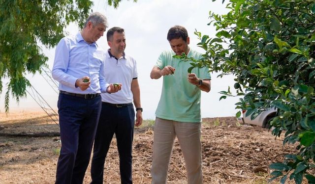 Adana’da turunçgil bahçelerinde hasat öncesi saha incelemesi