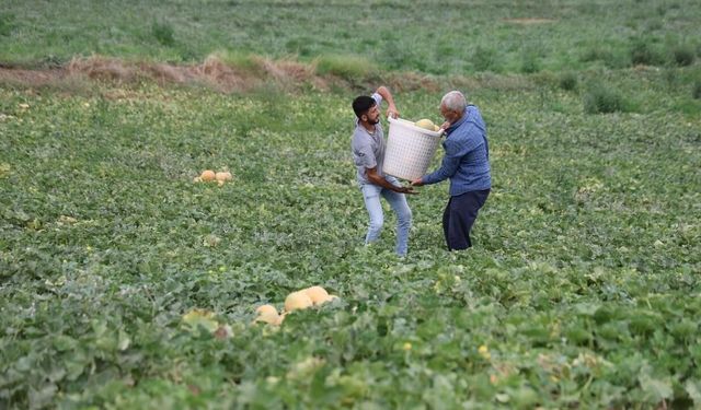Adanalı üretici aracısız kavunları pazarda tüketiciye uygun fiyattan satıyor