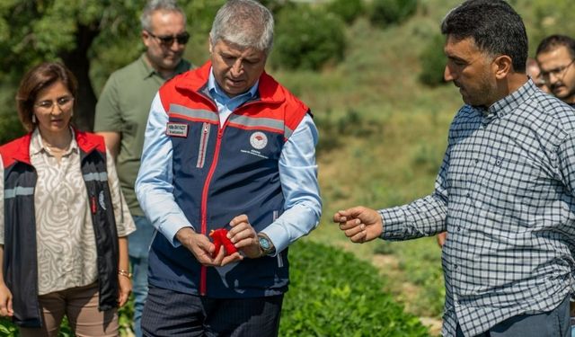 Adana’nın tarımsal değeri Karaisalı biberinde hasat başladı