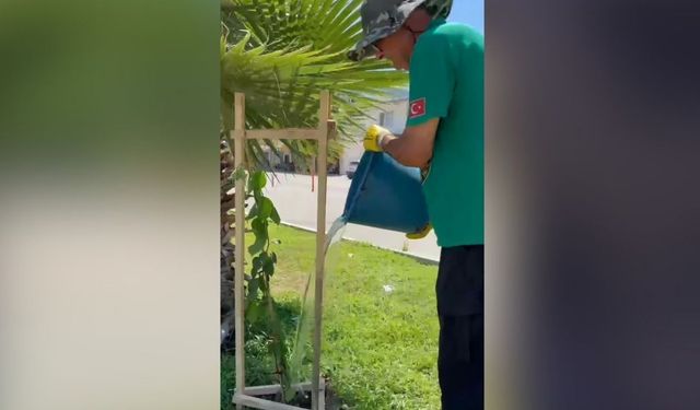 Karataş Belediyesi ilçe girişini begonvillerle renklendiriyor