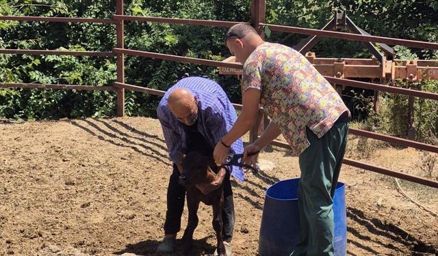 Kozan'da hayvan sağlığı için yoğun saha mesaisi