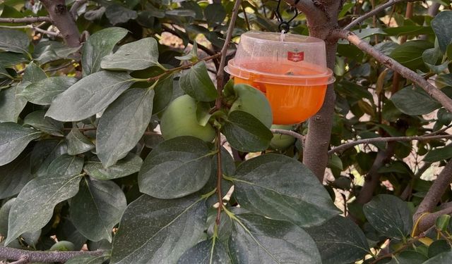 Kozan'da meyve üreticilerine kritik uyarı
