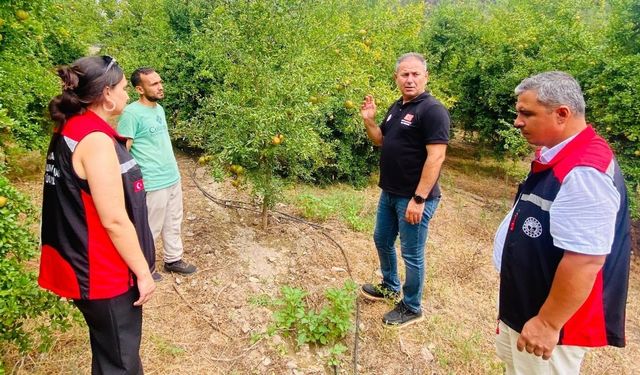 Kozan’ın gözde ürünü Kuytucak Narı yerinde incelendi