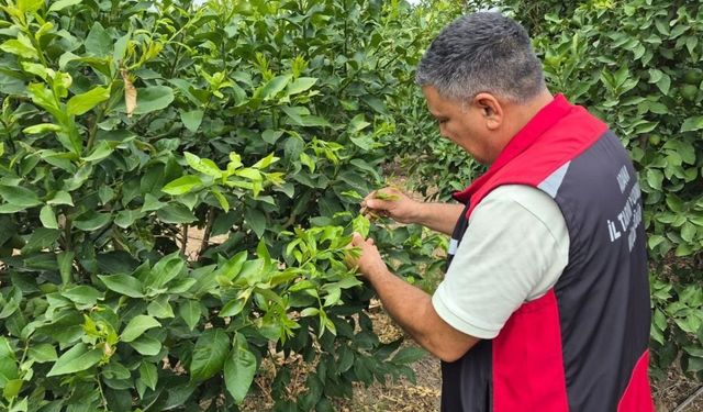 Sarıçam’da tarım alanları günlük kontrolden geçiyor