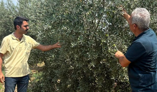Seyhan’da zeytin rekoltesi için saha çalışması