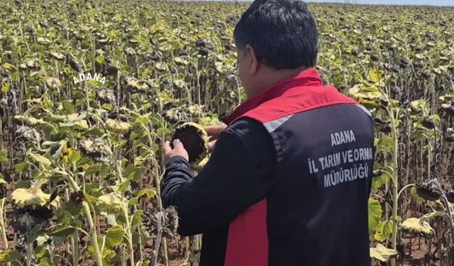 Tarım ekiplerinden Sarıçam’da kapsamlı saha çalışması