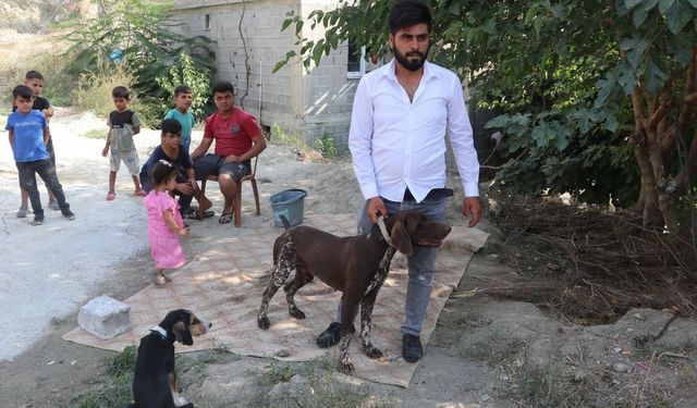 Adana’da köpeğe sopayla şiddet anbean güvenlik kamerasında