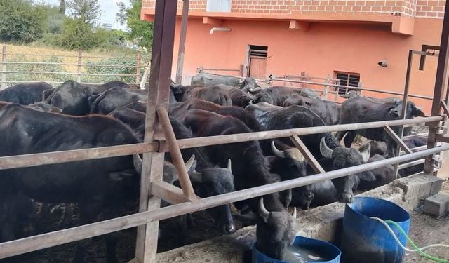 Haylazlı Mahallesi’nde kapsamlı temizlik çalışması