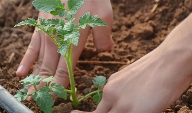 Türkiye, iklim dirençli gıda ve su güvenliği girişimine öncülük edebilir