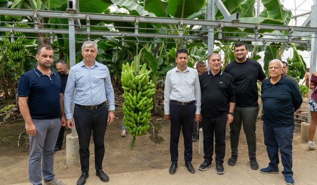 Adana Lezzet Festivali'nde mandalina ve muz hasadı gerçekleştirildi