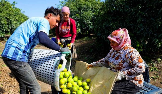Adana’da mandalina hasadı başladı: Kilosu dalında 8-10 lira