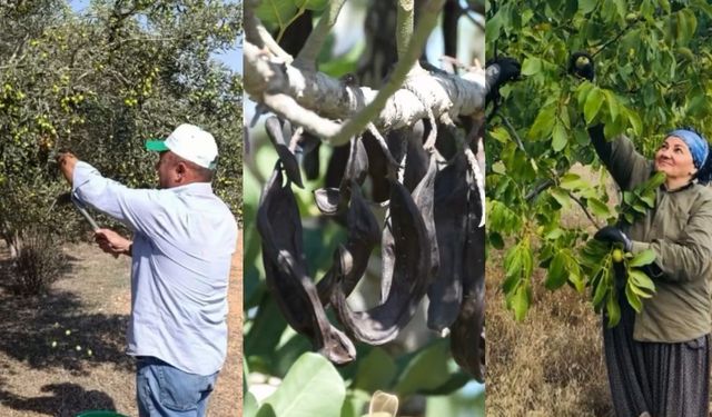 Adana'da yeşil yatırımlar meyvesini verdi: 4 üründe hasat sezonu başladı
