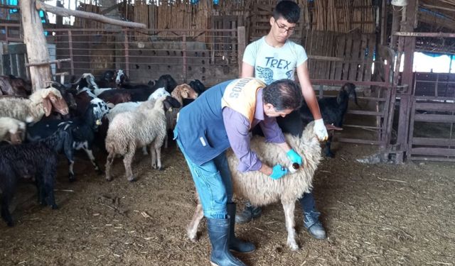 Ceyhan’da küpeleme ve aşılama çalışmaları sürüyor