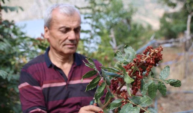 Saimbeyli’de "Sumakçı Dede" mirası yaşatılıyor: Kilosu 900 TL’ye kadar satılıyor