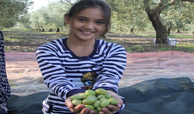 Türkiye’nin sofralık zeytin ihracatı 184 milyon 510 bin dolar oldu