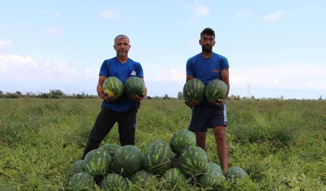Almanya ve Rusya başta olmak üzere yurt dışına ihraç edilen erkenci karpuz, depremzede çiftçinin yüzünü güldürdü