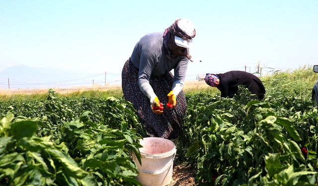 Hasadına başlanan kapya biber tarlada alıcı buluyor