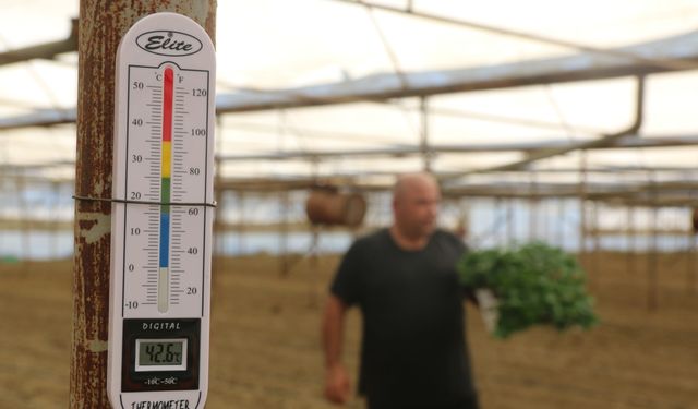 Çiftçiler kavurucu sıcaklara rağmen üretim mesaisinde
