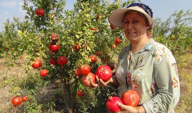 Mersin'de yılın ilk erkenci nar hasadı yapıldı