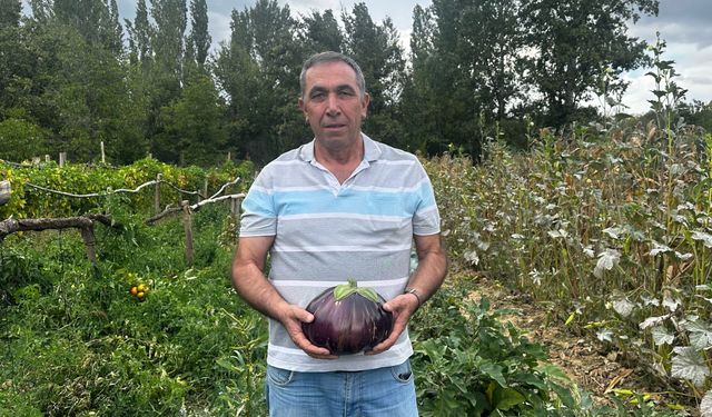 Ispartalı çiftçinin bahçesinde 2 kilo 200 gramlık patlıcan yetişti