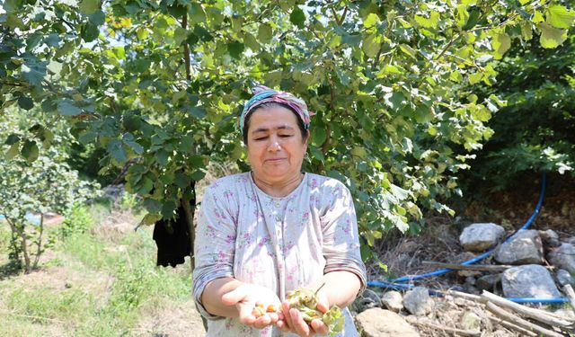 Karadeniz’den aldığı fındık fidesini Adana’da ekti, şimdi hasat ediyor