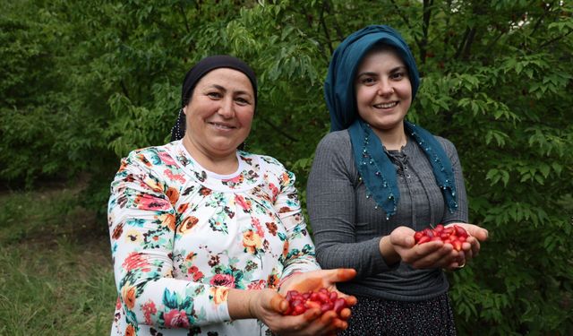 Toroslar'da yetişen şifalı kızılcık kirazının hasadı başladı