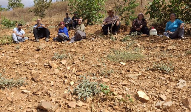 Lezzeti tescilli Tufanbeyli fasulyesi ilçe sınırlarını aştı