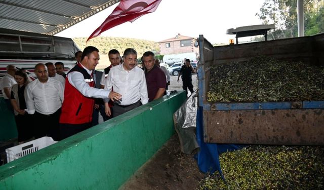 Osmaniye'de zeytin hasadı başladı