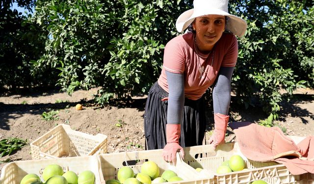 Adana'da portakaldan 371 bin ton verim bekleniyor