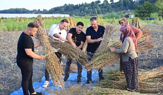 Coğrafi işaretli Manavgat susamı, otellerin mutfaklarını lezzetlendiriyor