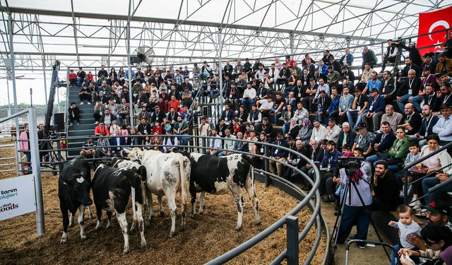 Bir çiftlikte oluşturulan mezatta 235 düve, anaç angus ve buzağı satışa sunuldu