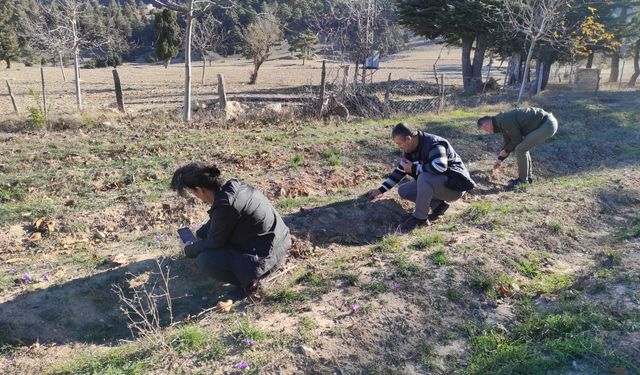 Altın değerindeki safranın hasadı Adana’da yapıldı