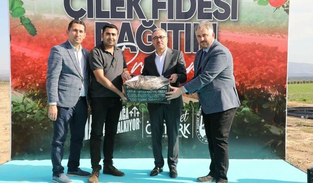 Depremzede çiftçilere 500 bin çilek fidesi dağıtıldı