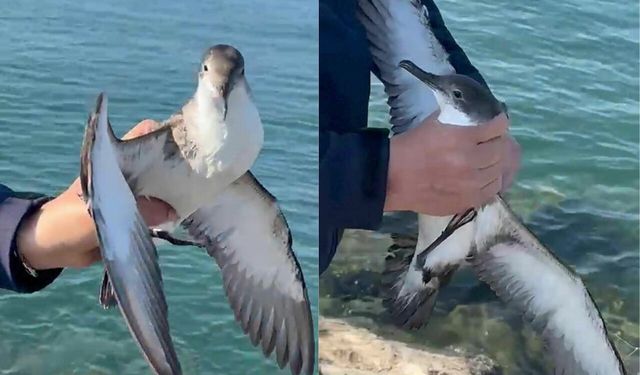 Amatör balıkçının oltasına martı takıldı: İlginç anlar kamerada