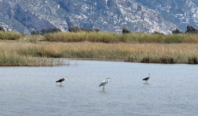 Göç yolu üzerindeki Hatay'da bahar döneminde 233 kuş türü gözlemlendi