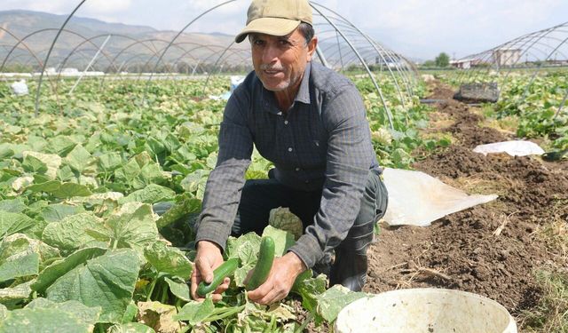 Amik Ovası'nda bereketli salatalık hasadı