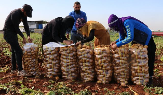 Adana'da turfanda patateste hasat başladı